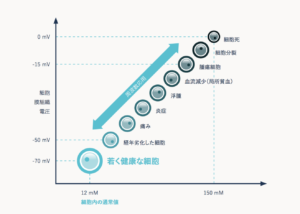 細胞膜電圧モデル | Healy（ヒーリー）波動調整器おすすめサイト